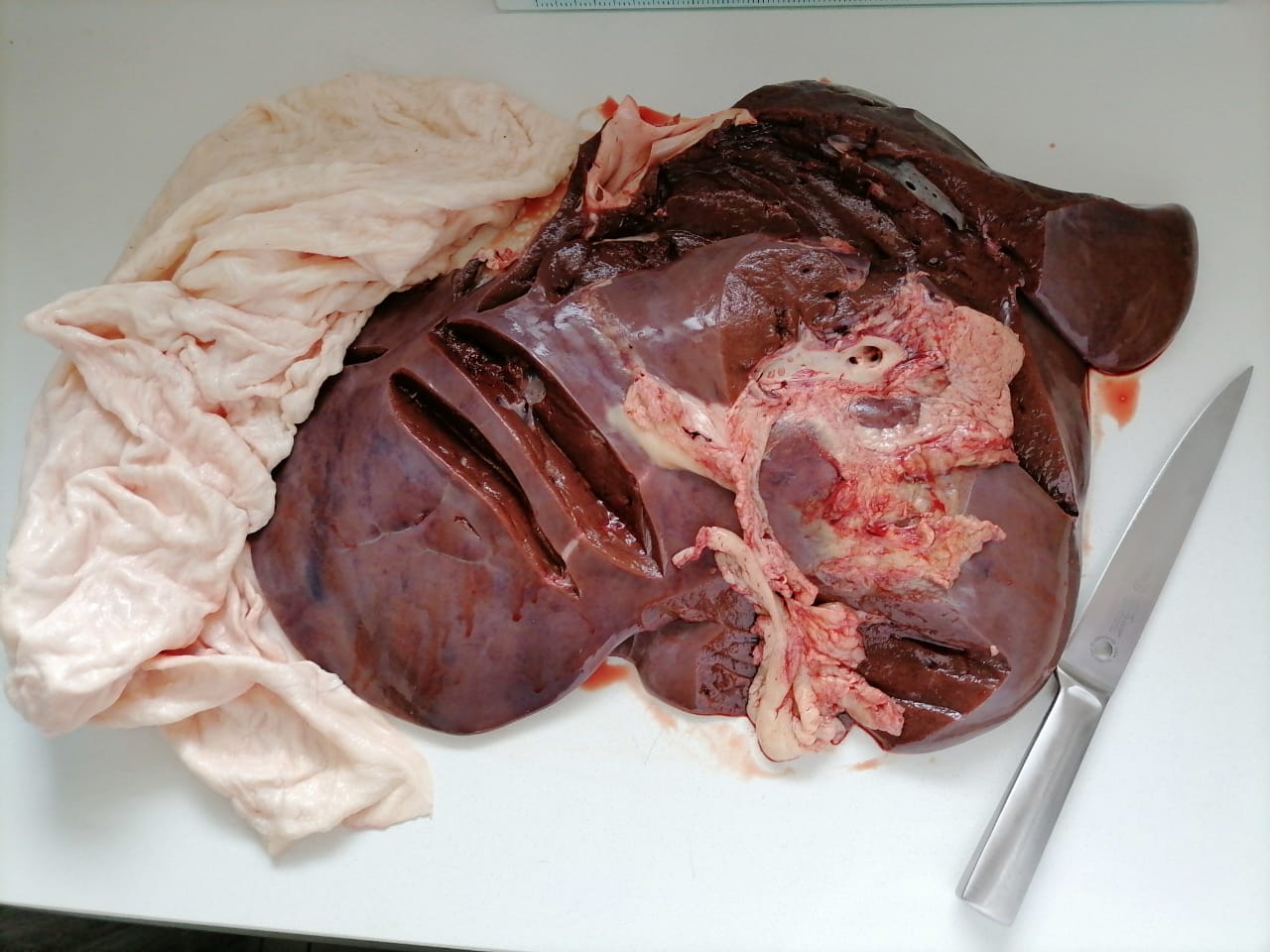 SHEEP HEAD &amp; TROTTERS